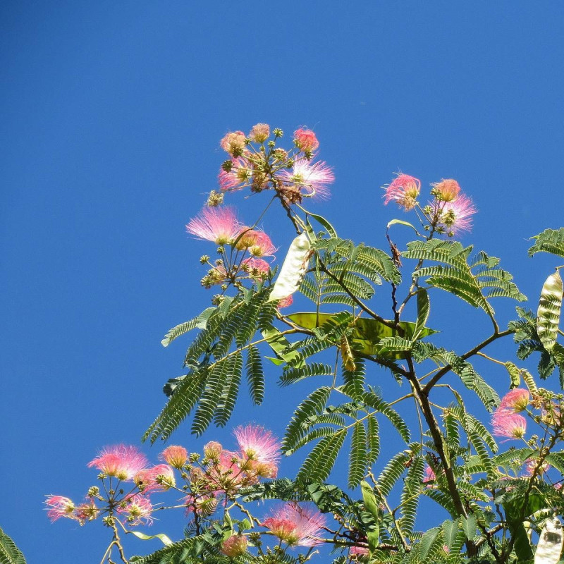 Arbre à soie, Albizia