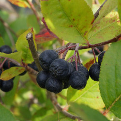 Aronie melanocarpa