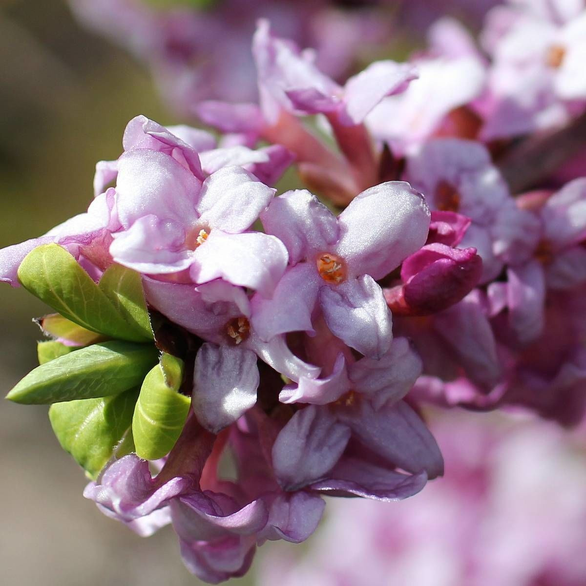 Daphne Perfume Princess® 'DapJur01', Daphné parfumé
