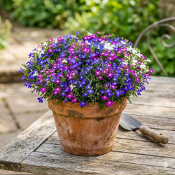 Lobelia varié
