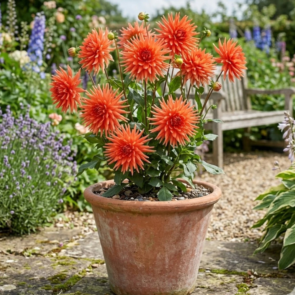 Plant de Dahlia cactus Flash