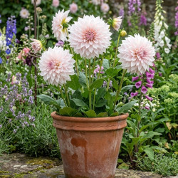 Plant de Dahlia décoratif Café au Lait