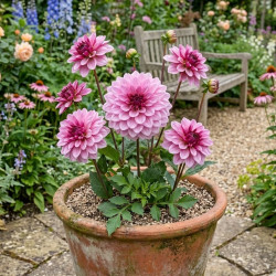 Plant de Dahlia décoratif Crème de Cassis