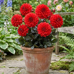 Plant de Dahlia décoratif Septembre à Paris