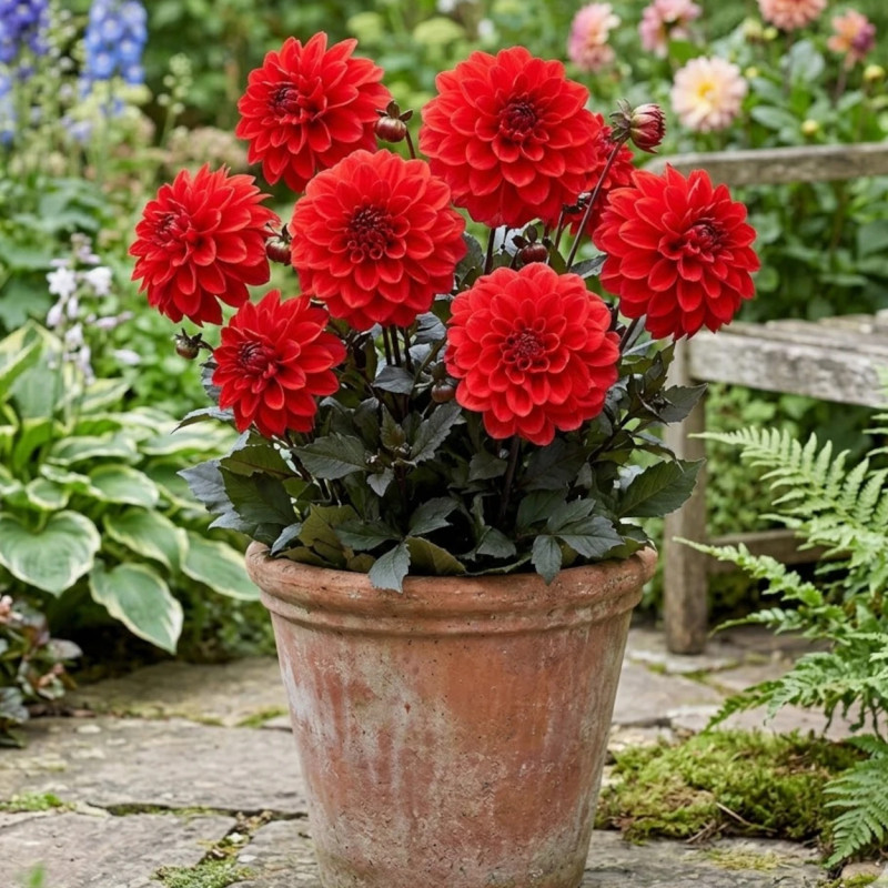 Plant de Dahlia décoratif Septembre à Paris