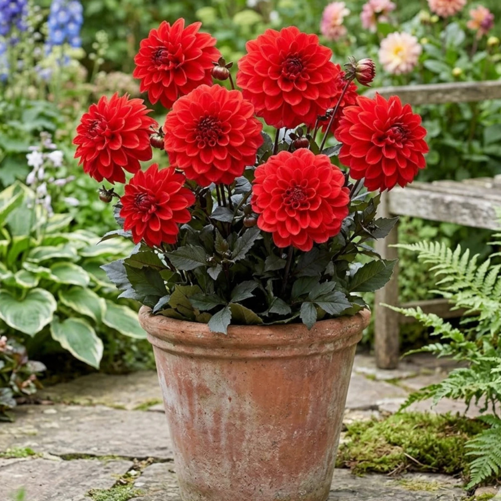 Plant de Dahlia décoratif Septembre à Paris