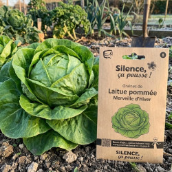 Graines de Laitue pommée Merveille d'Hiver - Silence ça Pousse !