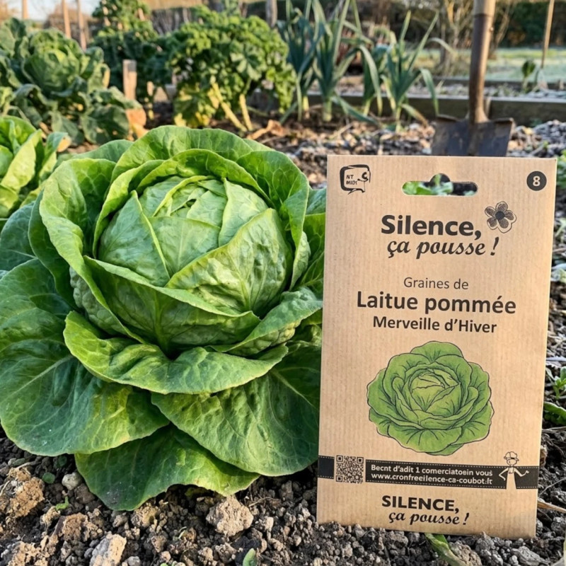 Graines de Laitue pommée Merveille d'Hiver - Silence ça Pousse !