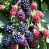 Plantes - Agriculture Biologique