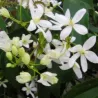 Clématite armandii