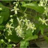 Clématite terniflora