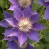 Clématite à grandes fleurs