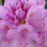 Rhododendron