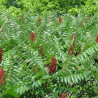Sumac (Rhus)