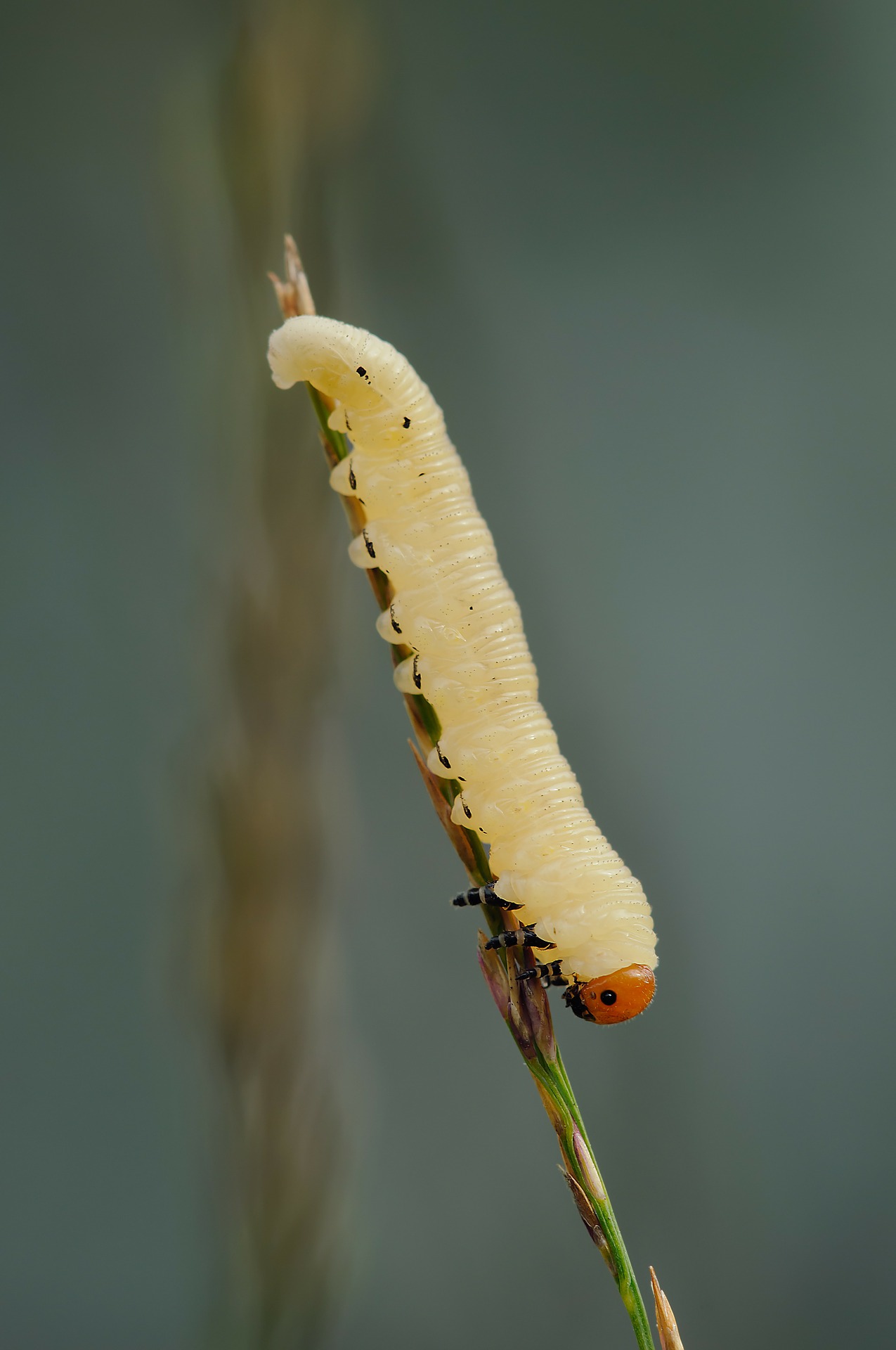 Cossus cossus