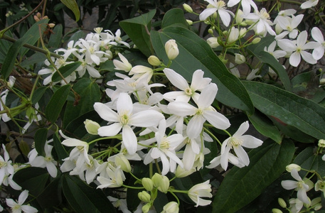 Clématite armandii
