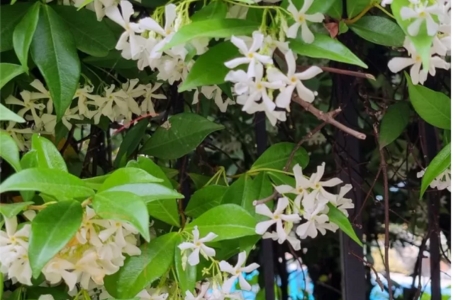 Comment tailler et entretenir un jasmin étoilé ?