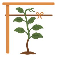 Schéma de plantation des kiwi (actinidia) 06