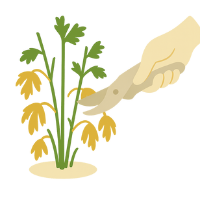 schéma de taille 02