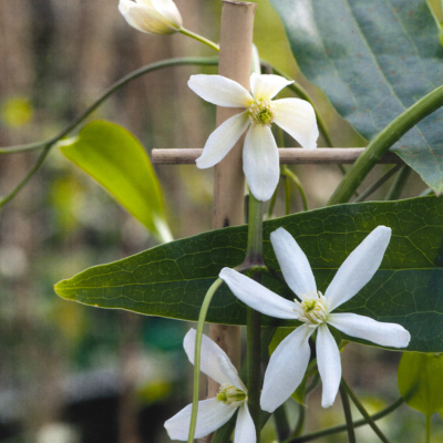 clematite du père armand