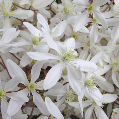 clematite du père armand