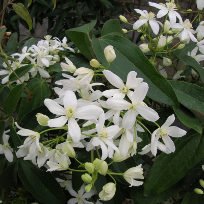 Clématite armandii