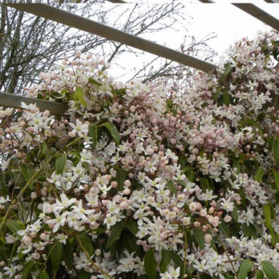 clematite du père armand
