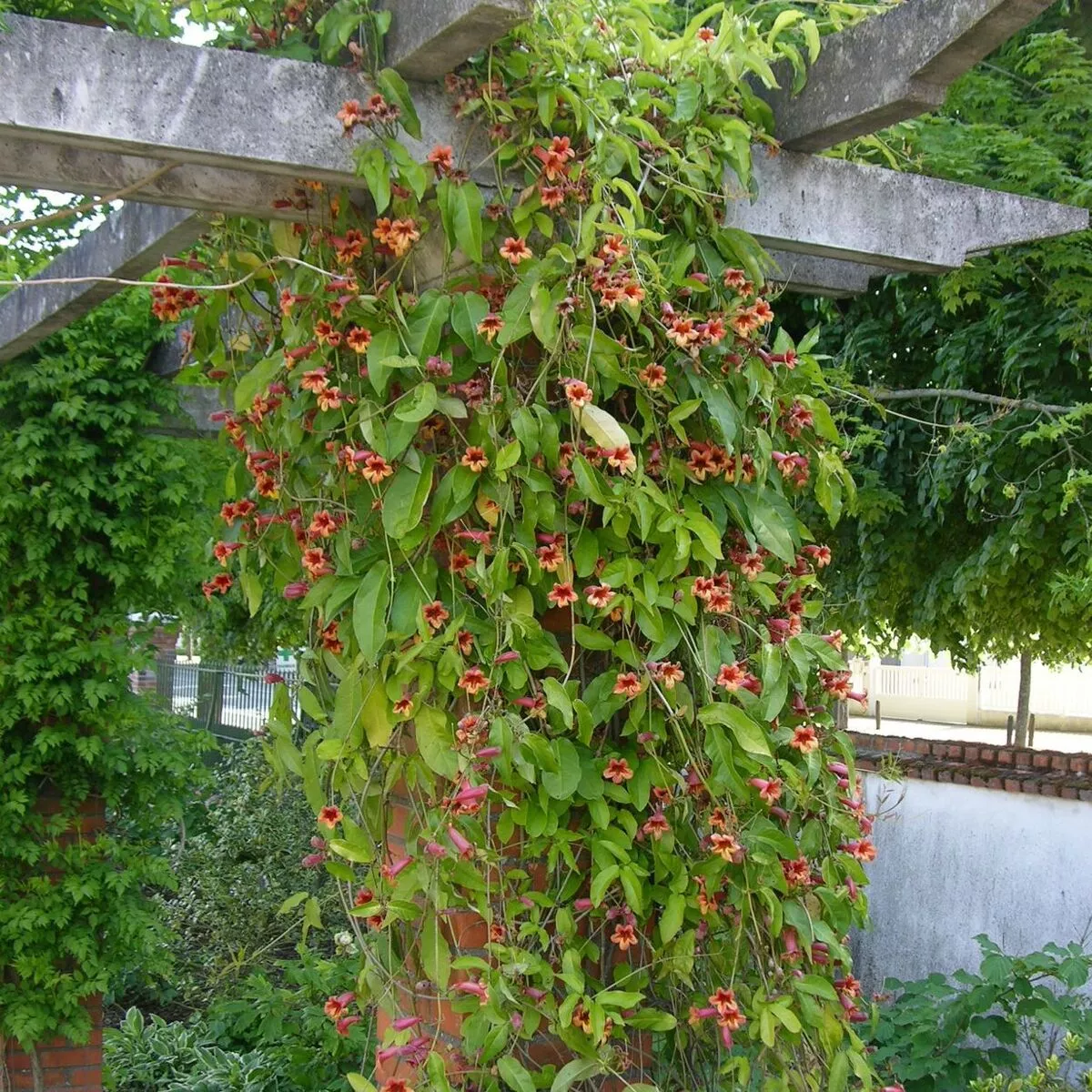 Bignone capreolata/Campsis capreolata