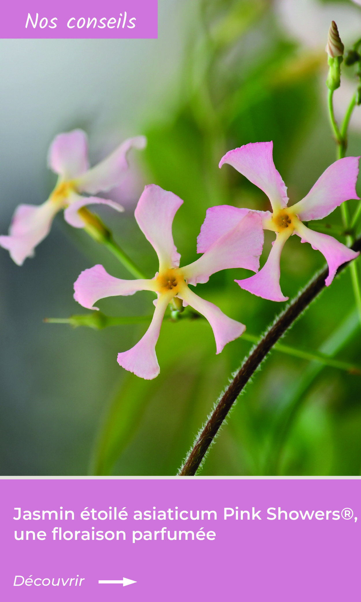 Jasmin étoilé asiaticum Pink Showers®, une floraison parfumée