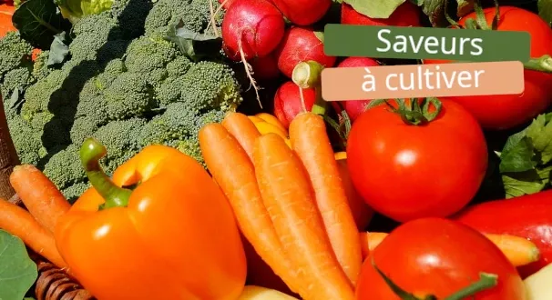 re potager n'a jamais été aussi simple avec nos plants de légumes