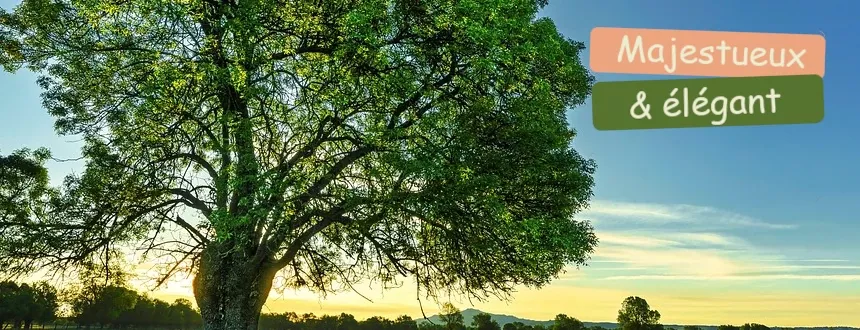 Structurez et donnez du caractère à votre espace vert. Trouvez l'arbre d'ornement parfait.