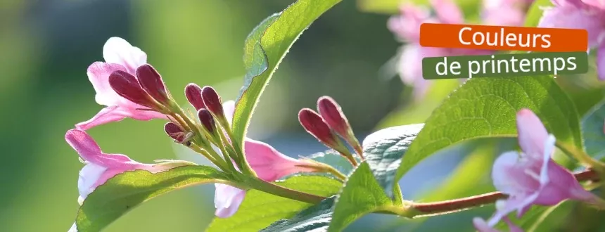 Craquez pour nos arbustes à floraison printanière !