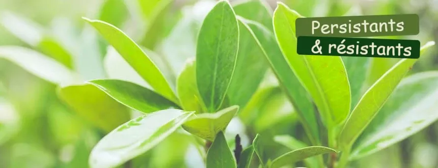 Offrez à votre jardin l'éclat inaltérable des arbustes persistants : une verdure généreuse qui défie les saisons.