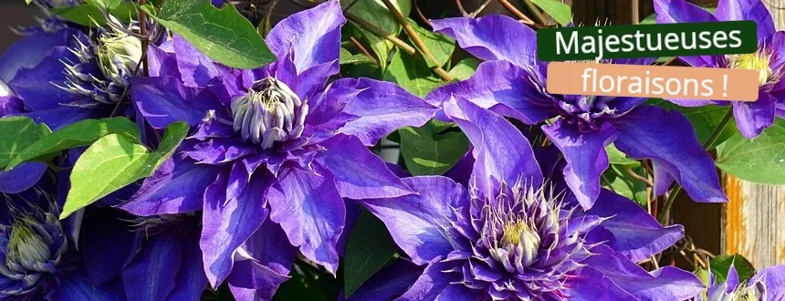 Les clématites à grandes fleurs sont la clé d'un charme inégalé.