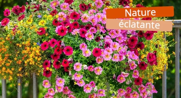 Une saison de floraison spectaculaire, un renouvellement infini de couleurs !