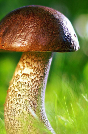 Cueillette des champignons que dit la loi ?