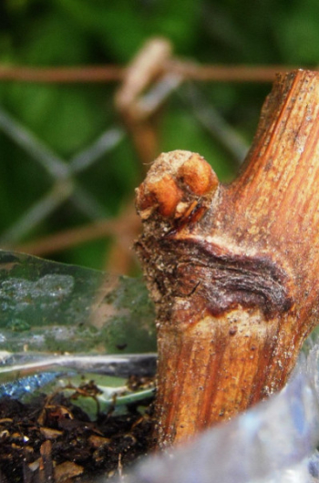 Pourquoi acheter une plante greffée ?