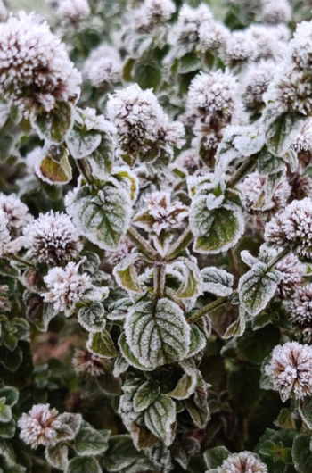 Protéger ses plantes fragiles du gel : paillage et voiles d'hivernage.