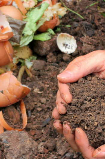 Compost et jardinage : quand et comment le faire ?