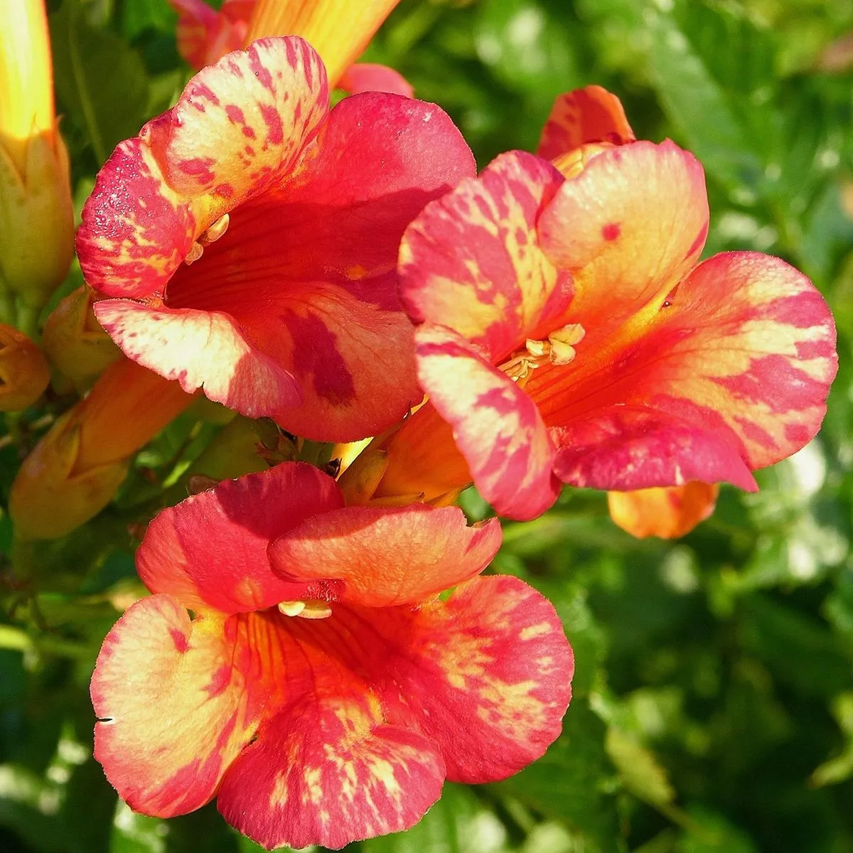 Bignone Orangeade ® 'TRACAMP'
